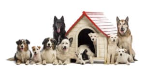 Read more about the article Dog Care 101: Vaccinations, Preschool, Training, Health