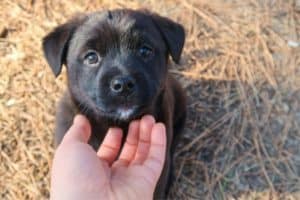 How To Train Your Puppy To Stop Biting And Chewing