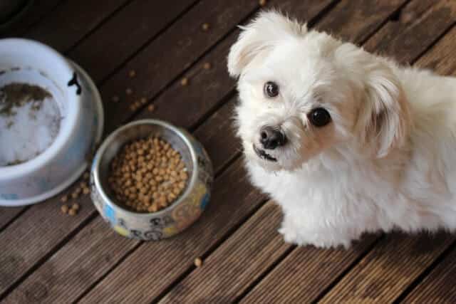 Read more about the article How To Choose The Right Food For Your Dog