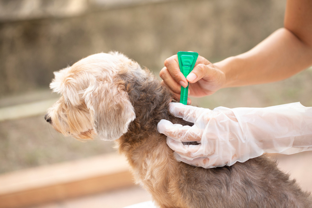 Applying Flea Prevention Treatment