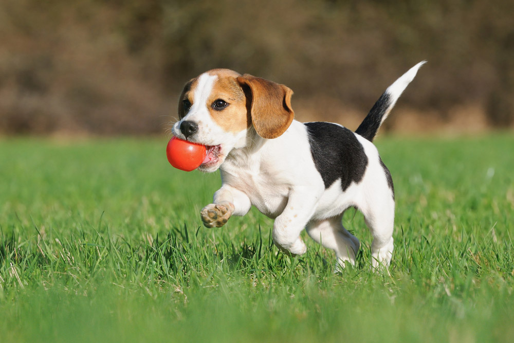 Cute Puppy With Red Ball