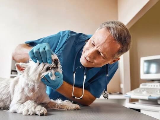 vet checking dog with dental disease