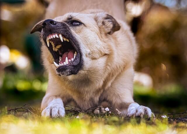 Dog with rabies showing teeth