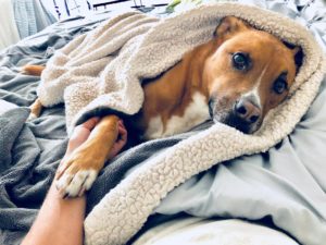 Rescue Dog Covered In Blanket