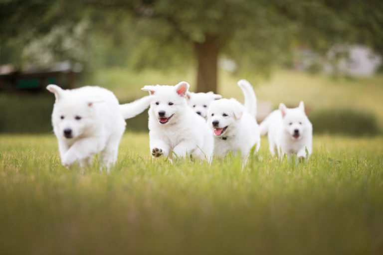 Cute White Puppies Running In Grass