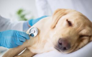Vet Specialist Examining Sick Dog - Blue and White Vets