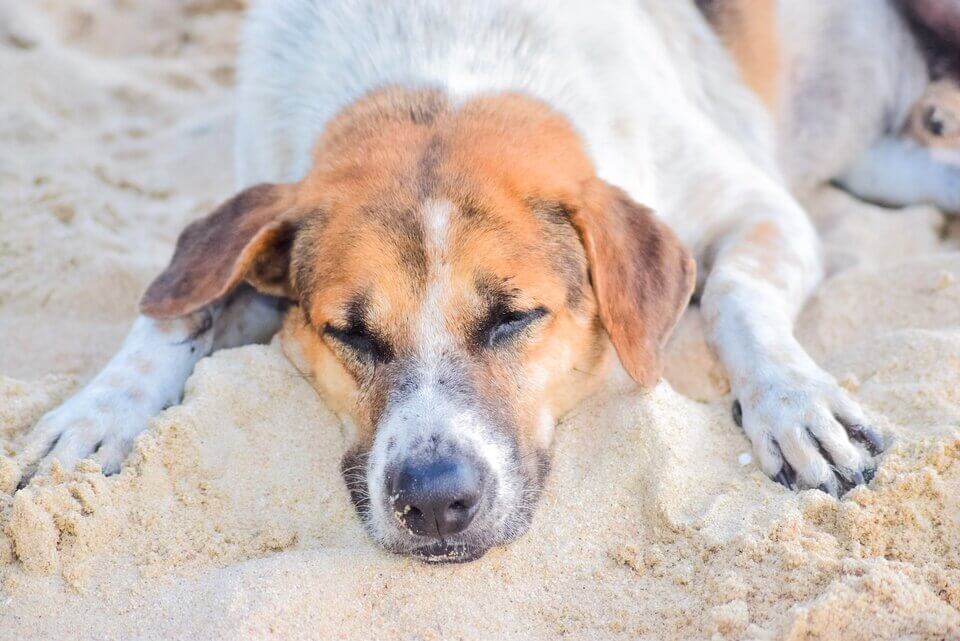 dog suffering from heatstroke at the beach