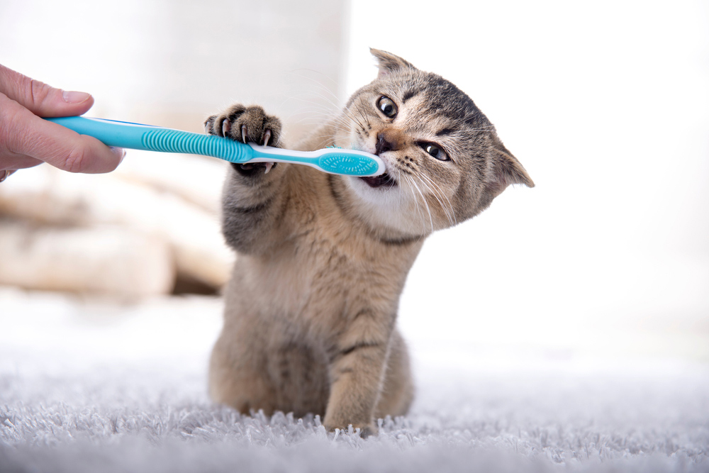 A Cat's Dental Health