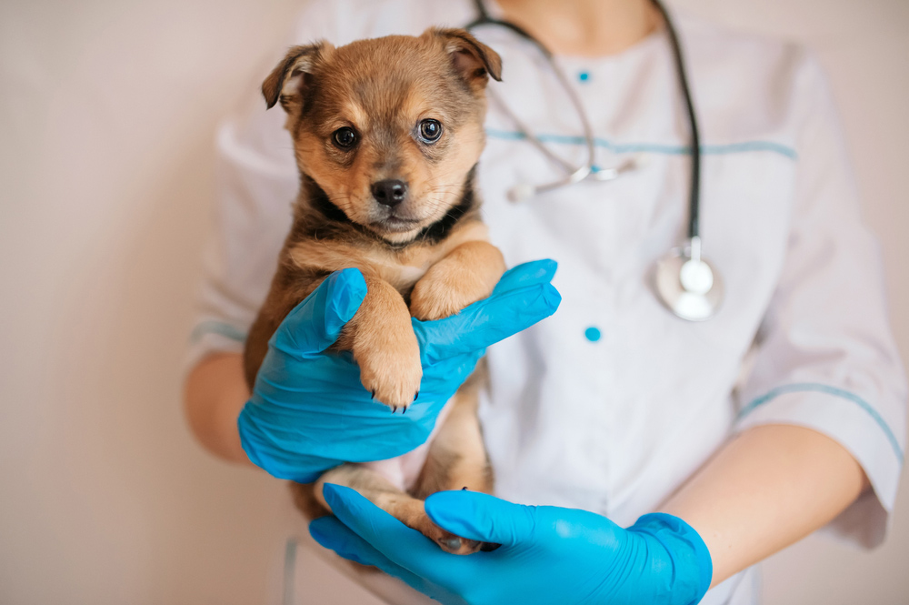 Veterinarian Holding A Puppy
