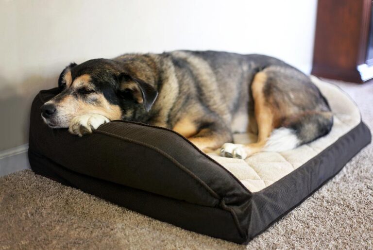 Sleeping Dog With Arthritis