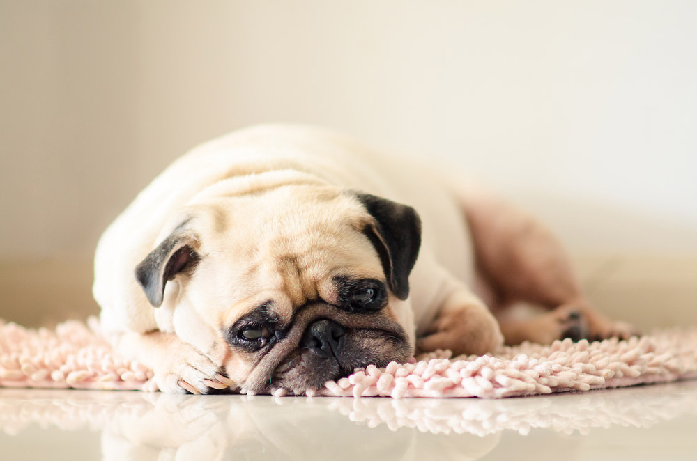 Read more about the article Anxiety And Depression In Dogs: Causes, Symptoms And Ways To Provide Support