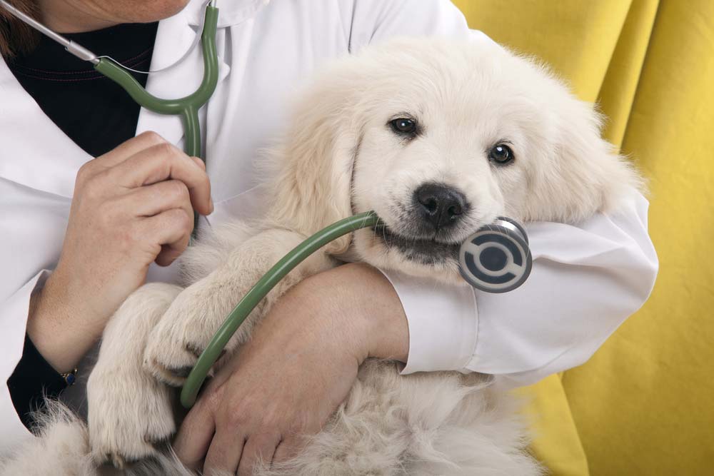 Read more about the article When To Take Your Puppy To The Vet