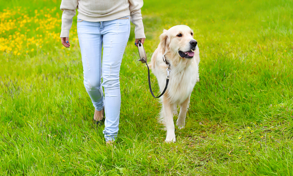 A person walking with a Dog on The Grass