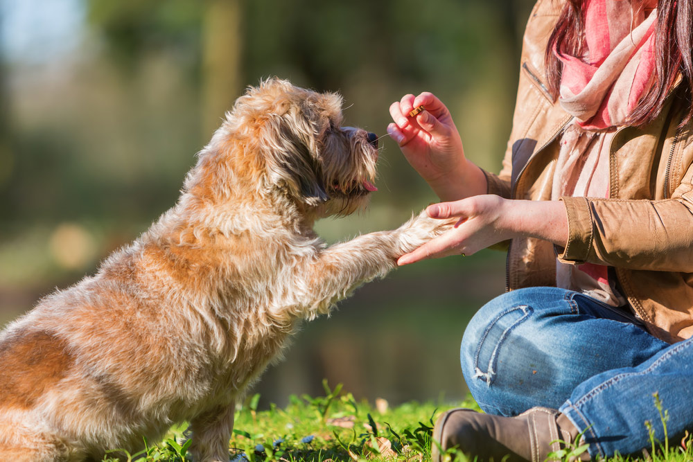 Read more about the article Pet Grooming For Seniors: Specialised Care For Ageing Pets